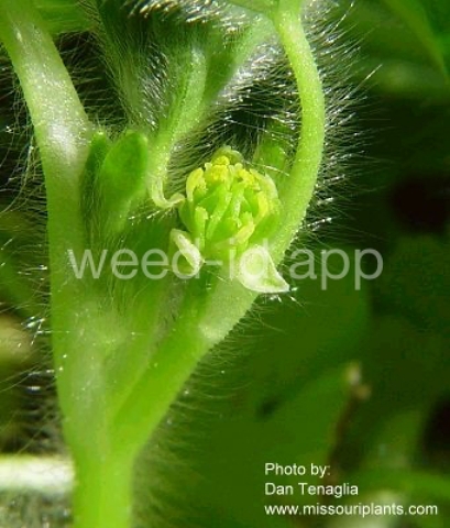 buttercup, small-flower